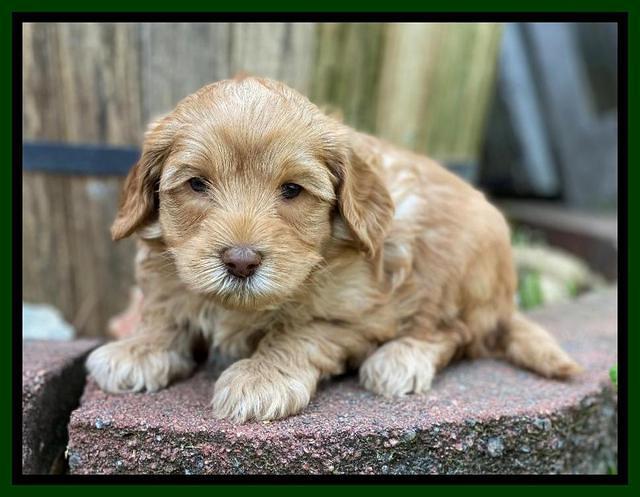 Hunnie Patrick Parson pups 5 wks old 181