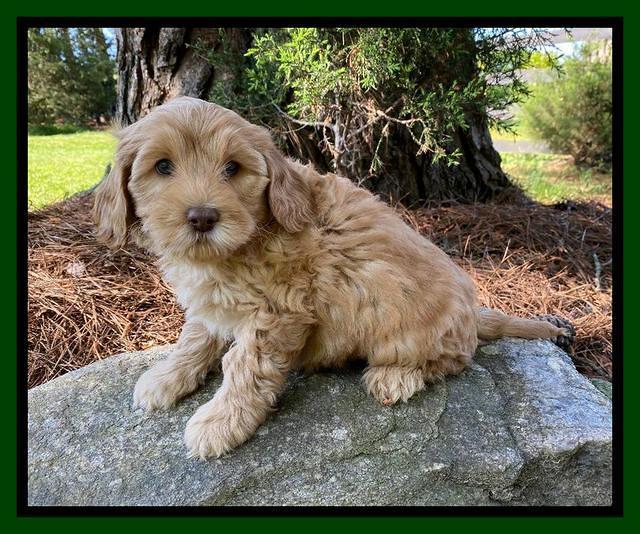 Hunnie Patrick Parson pups 7 wks old 131