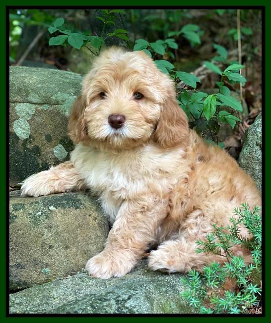 hunnie Patrick Parson 8 wks old 9300