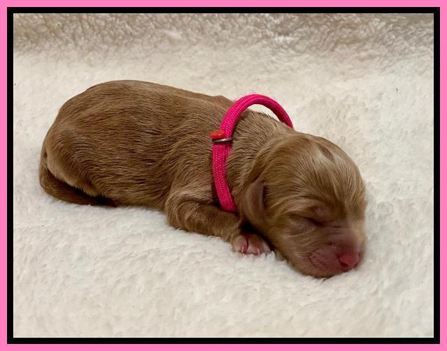 Hunnie Patrick Parson Newborn 91