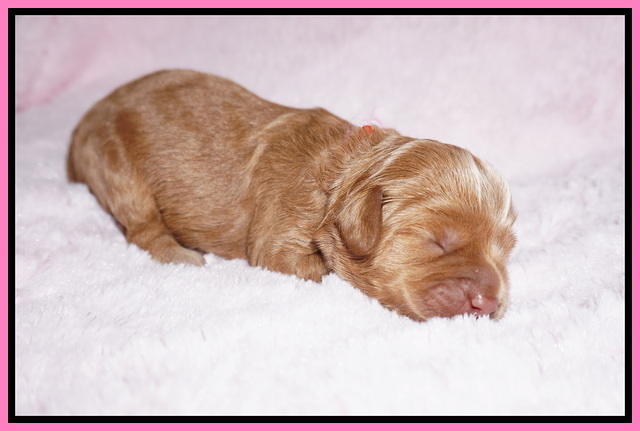 Hunnie Patrick Parson pups 1 wk old 51