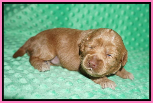 Hunnie Patrick Parson pups 2 wks old 71