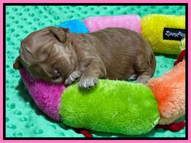 Hunnie Patrick Parson pups 2 wks old 81