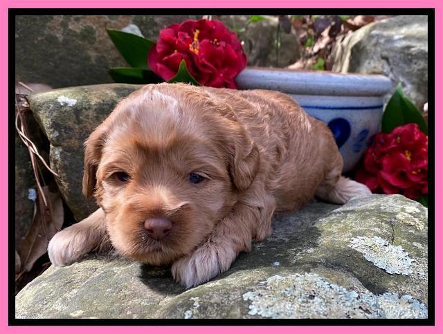 Hunnie Patrick Parson pups 3 wks old 101