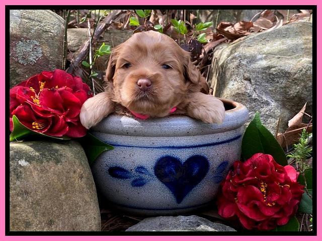 Hunnie Patrick Parson pups 3 wks old 111