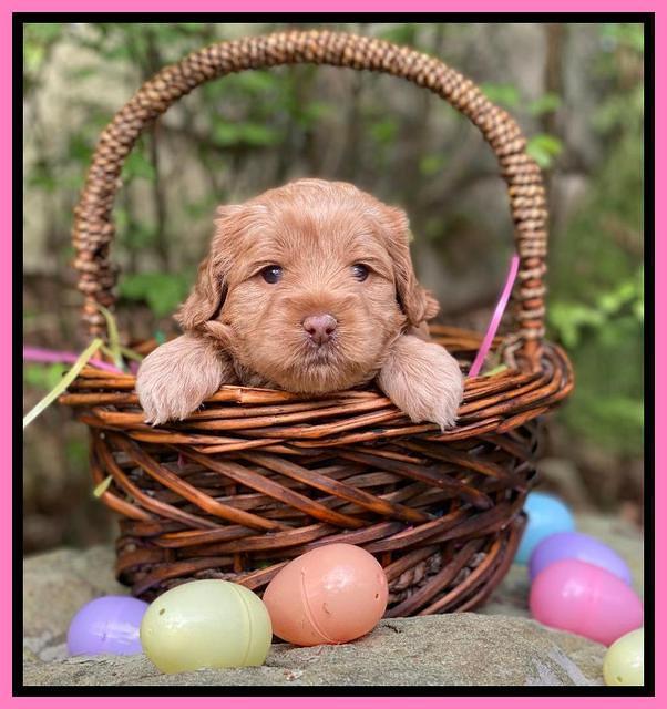 Hunnie Patrick Parson pups 4 wks old 141