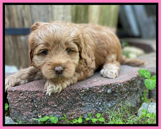 Hunnie Patrick Parson pups 5 wks old 141