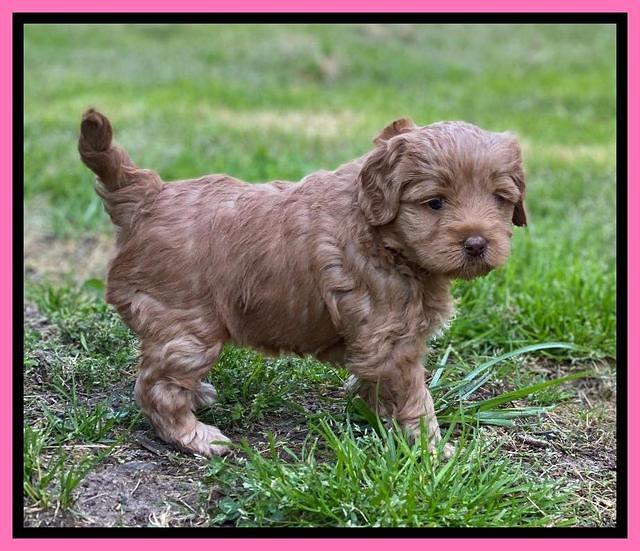 Hunnie Patrick Parson pups 5 wks old 151