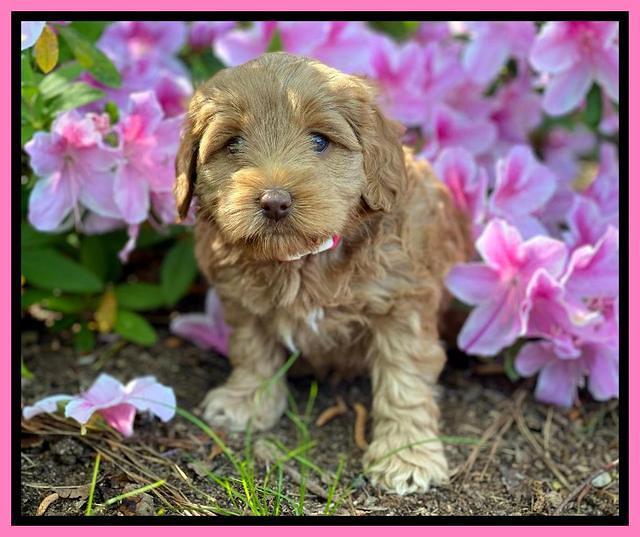 Hunnie Patrick Parson pups 6 wks old 111