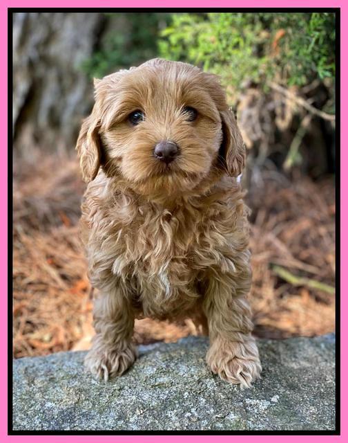 Hunnie Patrick Parson pups 7 wks old 91