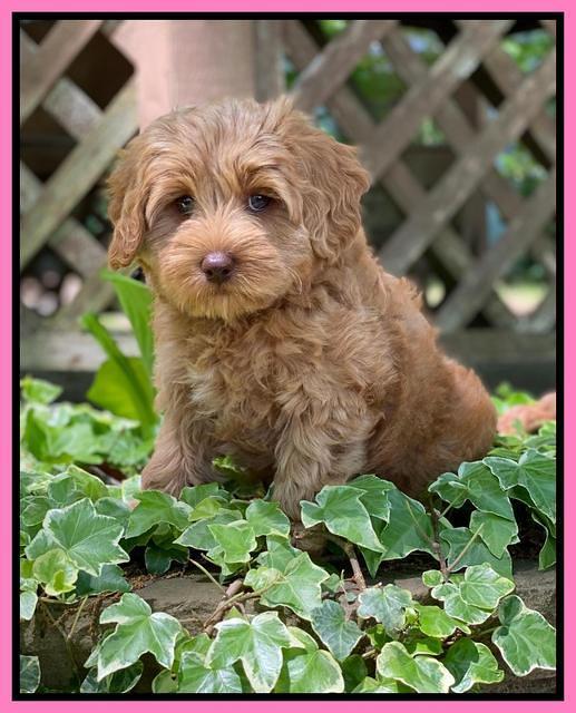 hunnie Patrick Parson 8 wks old 6300