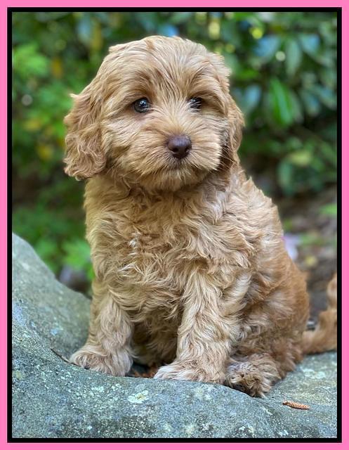 hunnie Patrick Parson 8 wks old 71