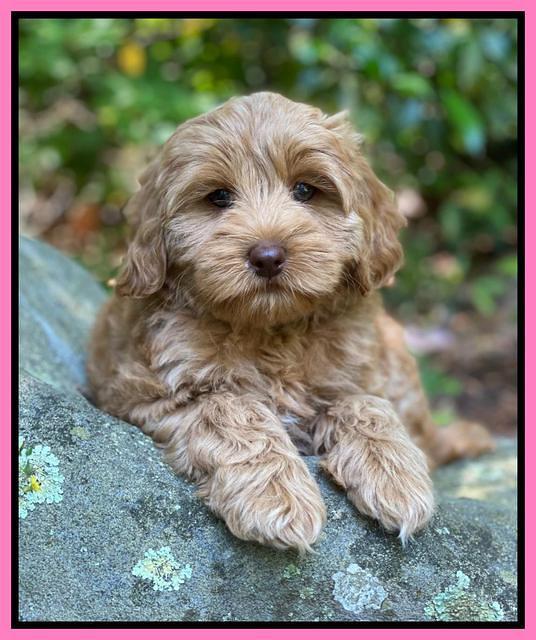 hunnie Patrick Parson 8 wks old 7300