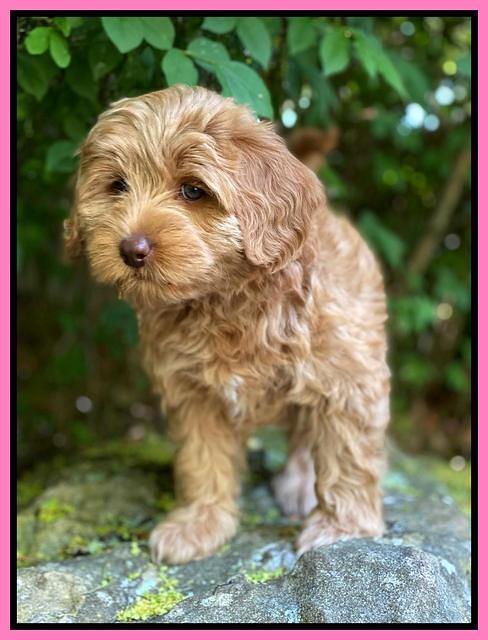 hunnie Patrick Parson 8 wks old 91