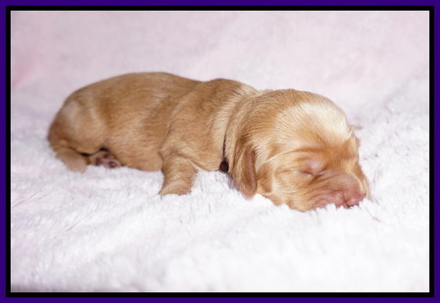 Hunnie Patrick Parson pups 1 wk old 101