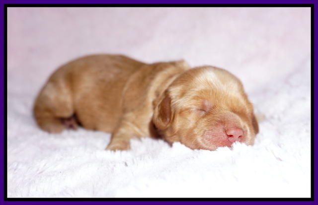 Hunnie Patrick Parson pups 1 wk old 91
