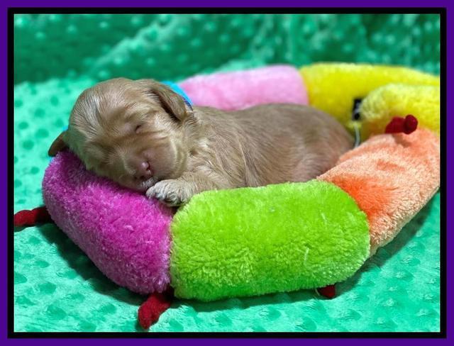 Hunnie Patrick Parson pups 2 wks old 121