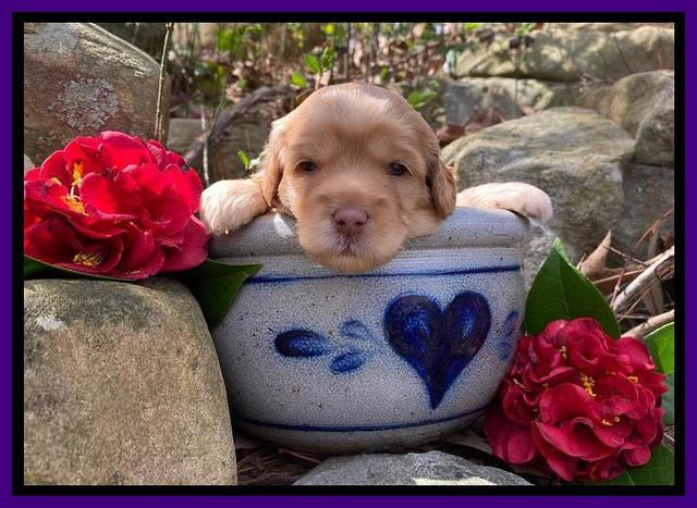 Hunnie Patrick Parson pups 3 wks old 131