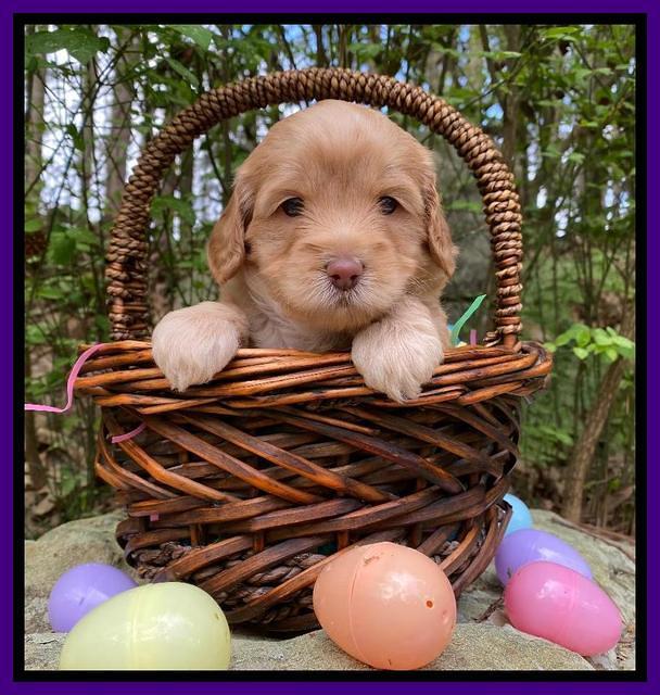 Hunnie Patrick Parson pups 4 wks old 201