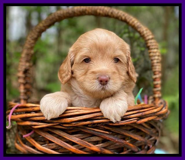Hunnie Patrick Parson pups 4 wks old 221