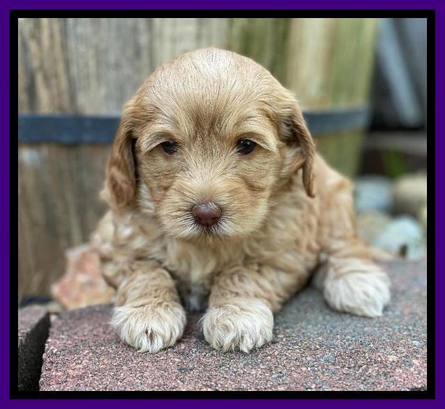 Hunnie Patrick Parson pups 5 wks old 211