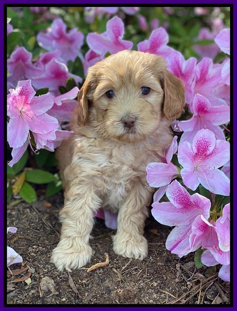 Hunnie Patrick Parson pups 6 wks old 201