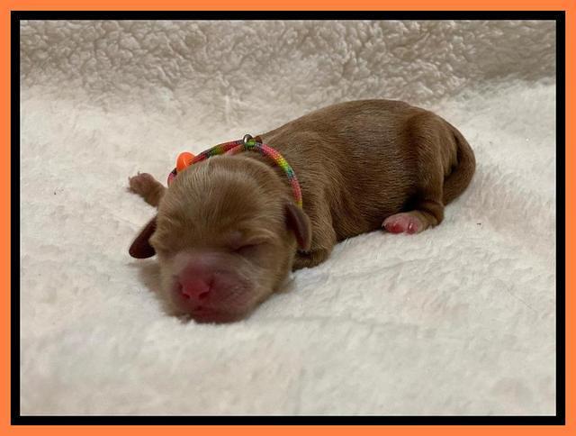 Hunnie Patrick Parson Newborn 171