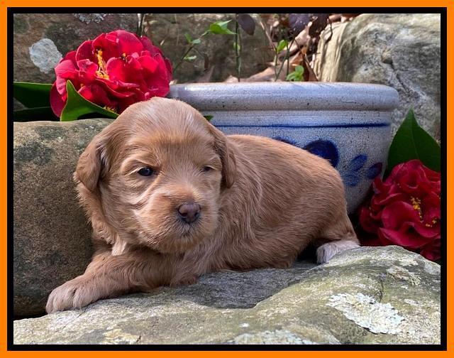 Hunnie Patrick Parson pups 3 wks old 251