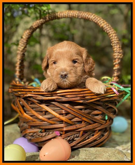 Hunnie Patrick Parson pups 4 wks old 251