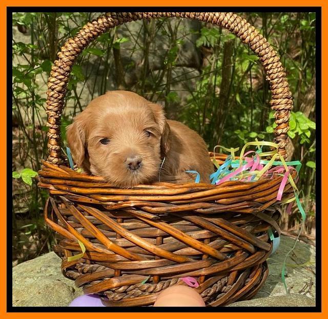 Hunnie Patrick Parson pups 4 wks old 261