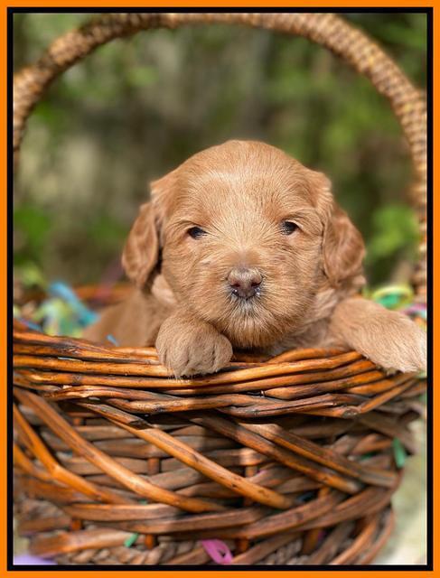 Hunnie Patrick Parson pups 4 wks old 271