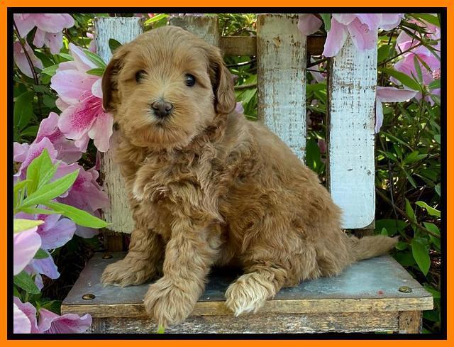 Hunnie Patrick Parson pups 6 wks old 231