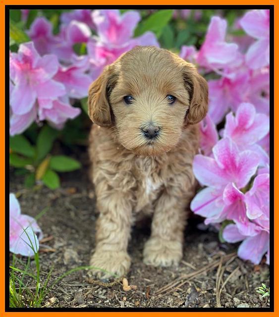 Hunnie Patrick Parson pups 6 wks old 241