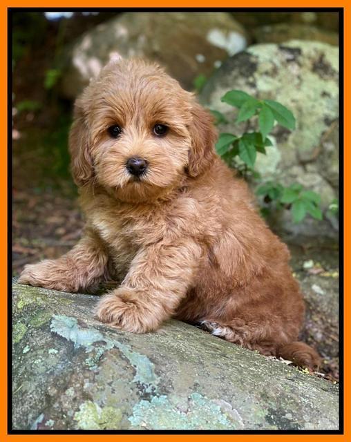 hunnie Patrick Parson 8 wks old 211