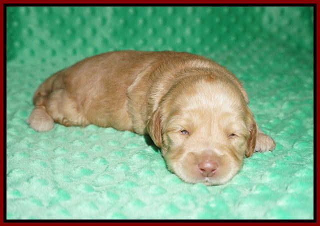Hunnie Patrick Parson pups 2 wks old 41