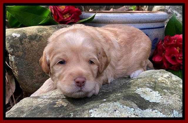 Hunnie Patrick Parson pups 3 wks old 81