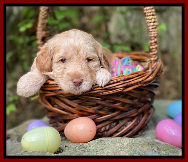 Hunnie Patrick Parson pups 4 wks old 71