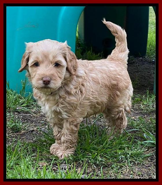 Hunnie Patrick Parson pups 5 wks old 81