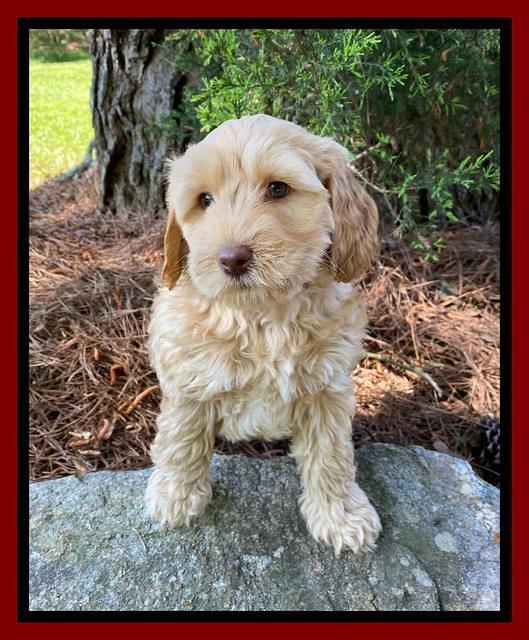 Hunnie Patrick Parson pups 7 wks old 71