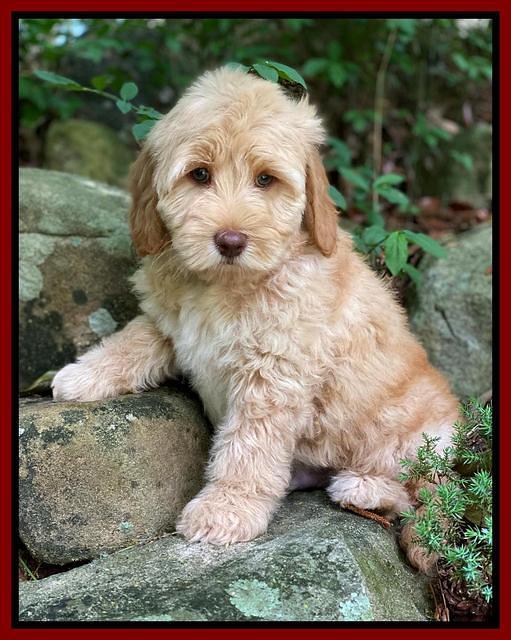 hunnie Patrick Parson 8 wks old 2300