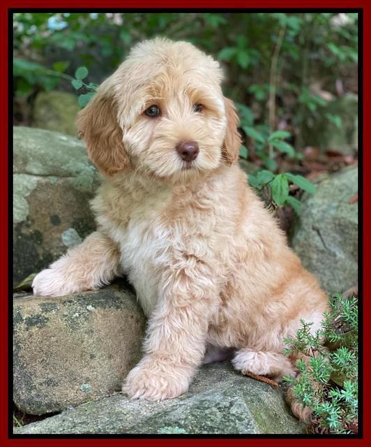 hunnie Patrick Parson 8 wks old 3300