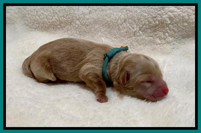 Hunnie Patrick Parson Newborn 141