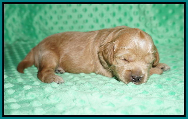 Hunnie Patrick Parson pups 2 wks old 131