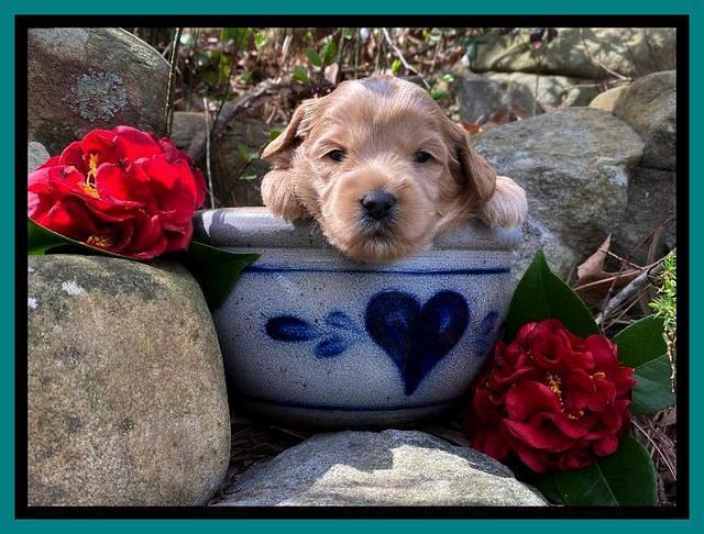 Hunnie Patrick Parson pups 3 wks old 201