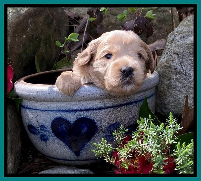 Hunnie Patrick Parson pups 3 wks old 221