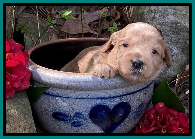 Hunnie Patrick Parson pups 3 wks old 231