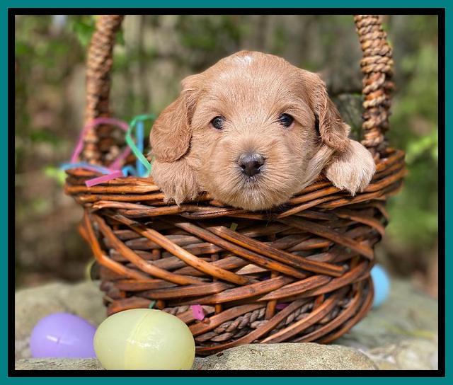 Hunnie Patrick Parson pups 4 wks old 311