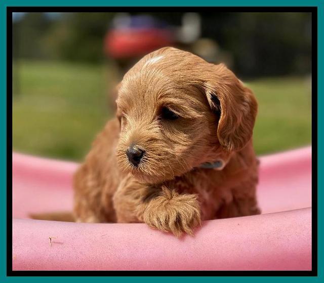 Hunnie Patrick Parson pups 5 wks old 271