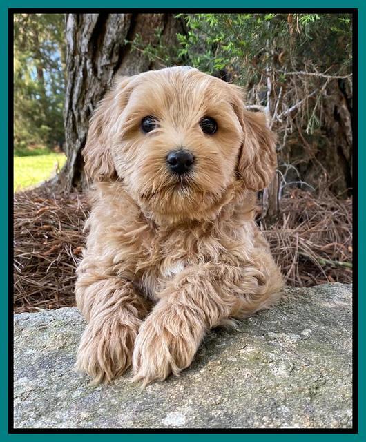 Hunnie Patrick Parson pups 7 wks old 251