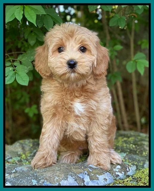 hunnie Patrick Parson 8 wks old 161